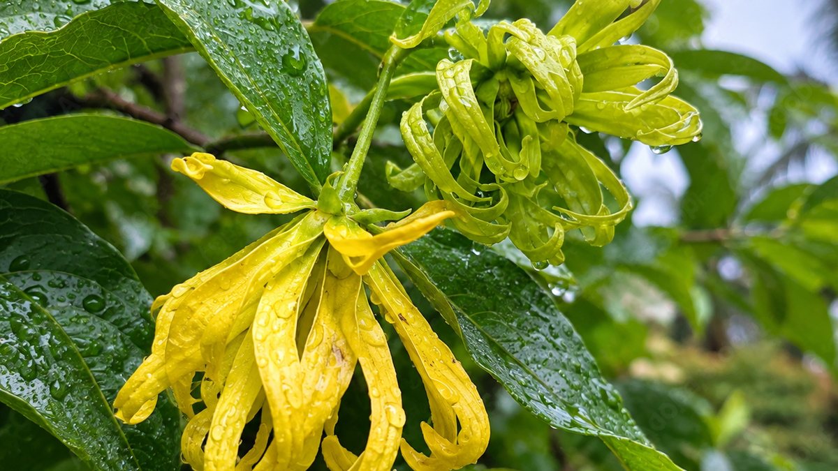 Lemuria Land — ylang-ylang